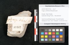 Foto (Detailansicht) von Fagus ulmifolia Ettingshausen (NHMW-GEO-2024-0188-10142)